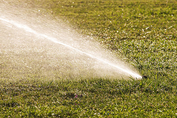Desert landscaping watering techniques for Phoenix and Scottsdale yards