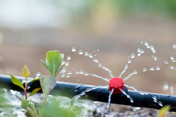 Common sprinkler system problems in Scottsdale AZ desert landscape
