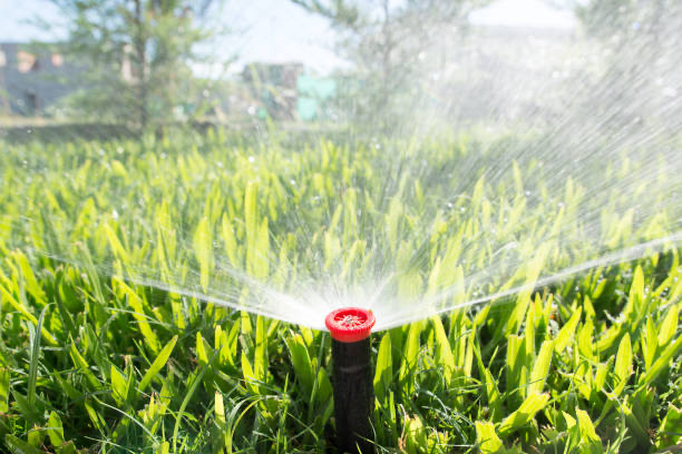 Summer Heat Stress Management for Arizona Irrigation